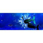 3D Sistema Olografico Interattivo per l'interno - immagine 10