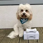 Wickedbone Giocattolo per Animali Intelligente e Interattivo - immagine 4