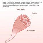 Yunmai Pistola per Massaggio Intelligente per Alleviare il Dolore e Rilassamento Muscolare - immagine 9