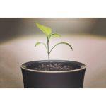 Botanium Vaso da Fiori Idroponico con Irrigazione Automatica e Coltivazione fuori Suolo - immagine 4